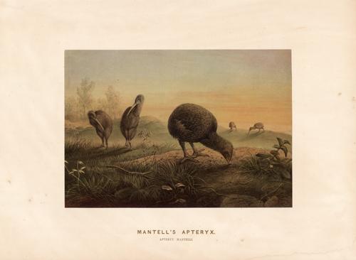 Mantell's Apteryx (Apteryx Mantelli) Mantell's Apteryx (Apteryx Mantelli)