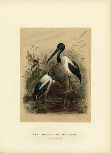 The Australian Mycteria (Mycteria Australis)