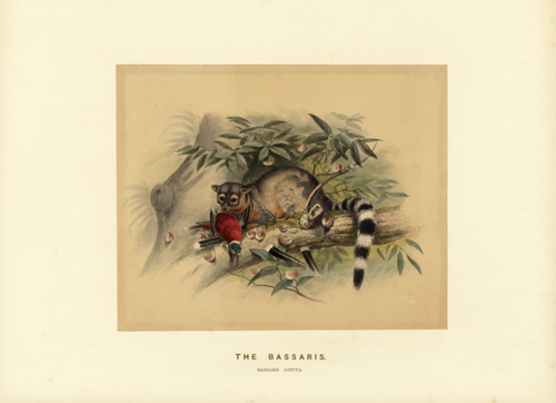 The Bassaris (Bassaris Astuta) The Bassaris (Bassaris Astuta)