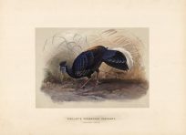 Vieillot's Firebacked Pheasant (Gallophasis Vieilloti)