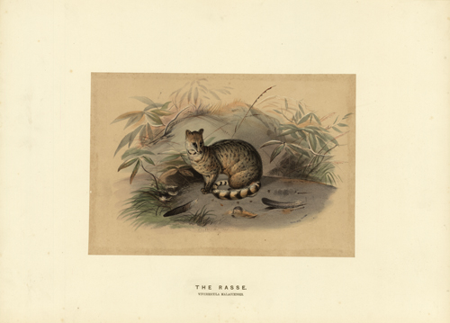 The Rasse (Viverricula Malaccensis)