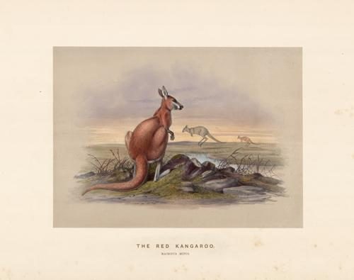 The Red Kangaroo (Macropus Rufus)