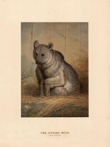 The Syrian Bear (Ursus Syriacus)