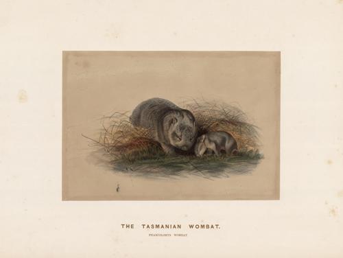 The Tasmanian Wombat (Phascolomys Wombat)
