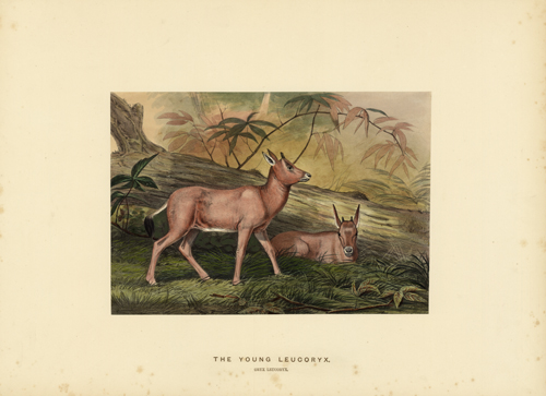 The Young Leucoryx (Oryx Leucoryx) The Young Leucoryx (Oryx Leucoryx)