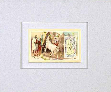 MATTED Arbuckles Coffee Card of Arabia' MATTED Arbuckles Coffee Card of Arabia'