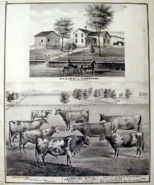 Residence of Uriah L. Underwood and Views of Cattle