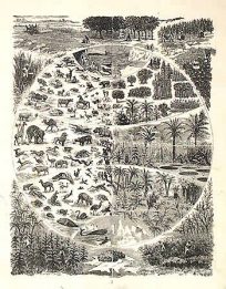 Illustrations of Animals and Plants Indiginous to Regions