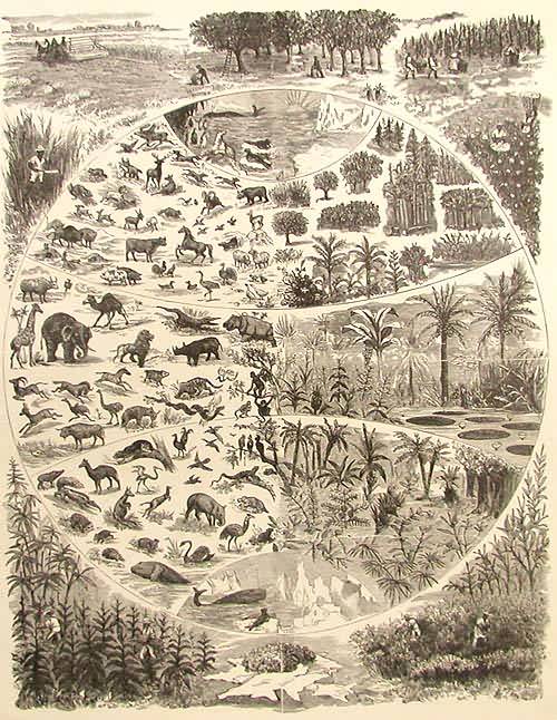 Plants and Animals of the Earth Plants and Animals of the Earth