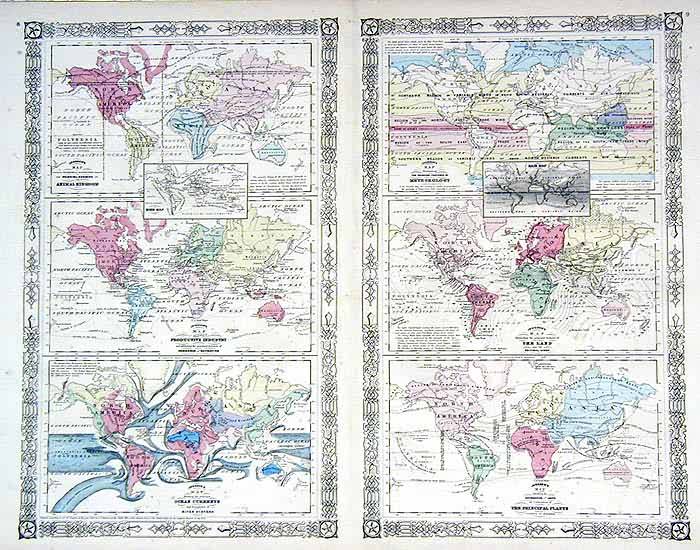 Johnsons Animal Kingdom Johnsons Animal Kingdom