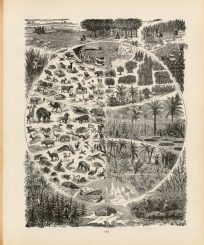 Plant and Animal Kingdoms
