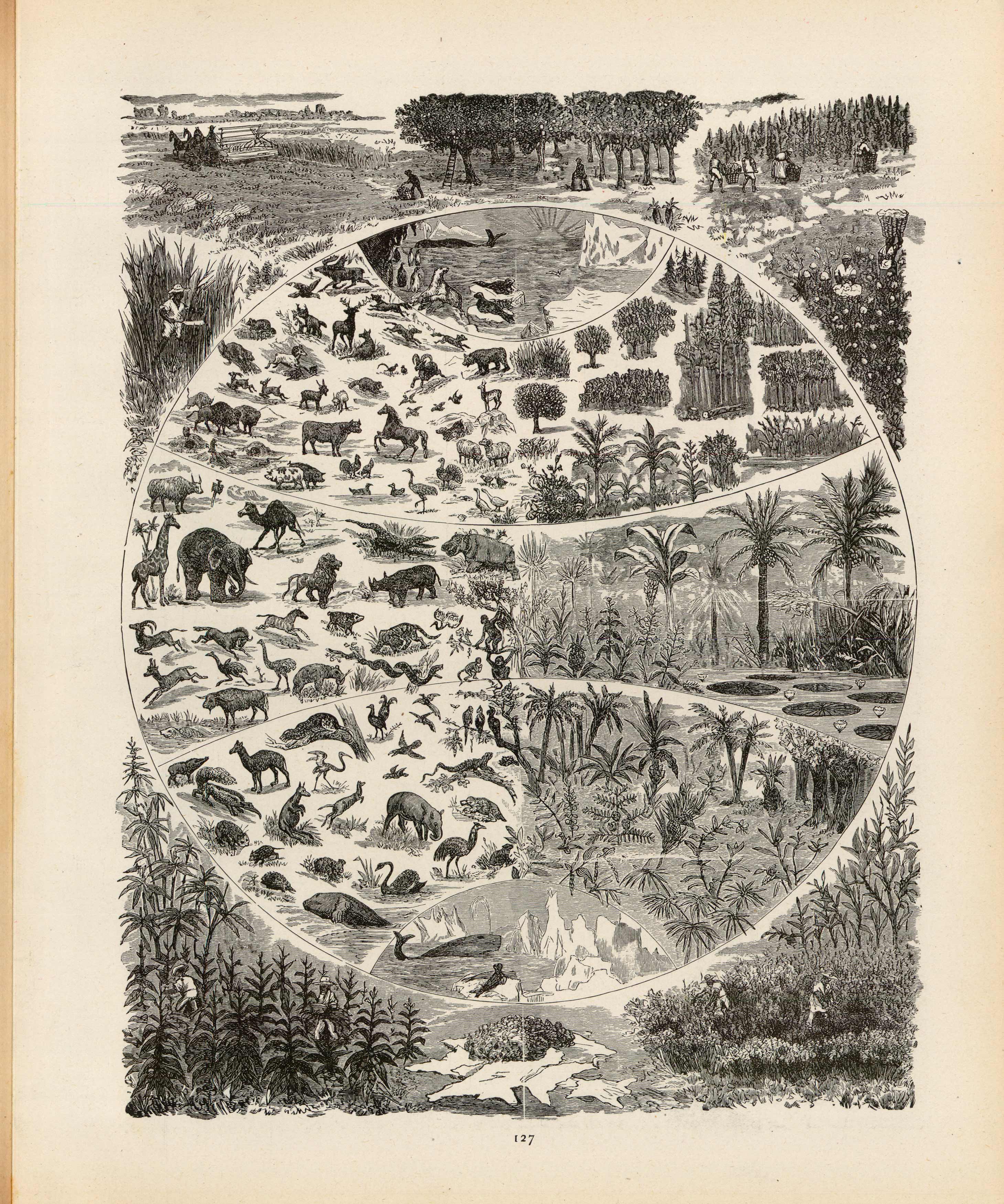 Plant and Animal Kingdoms