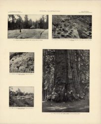 Big Trees Quadrangle