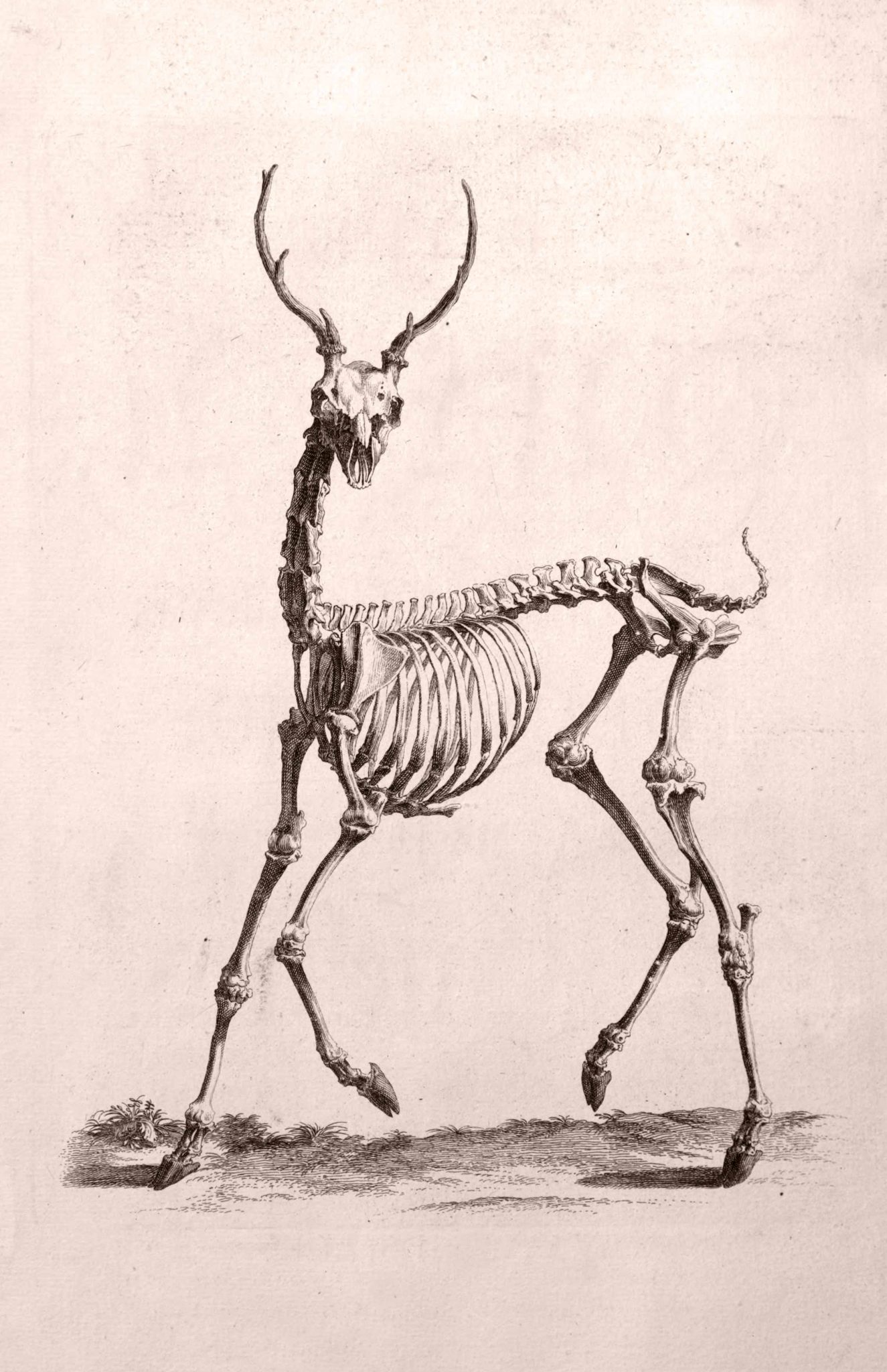 Antelope Skeleton, Cheselden Anatomy 1733 - Art Source International