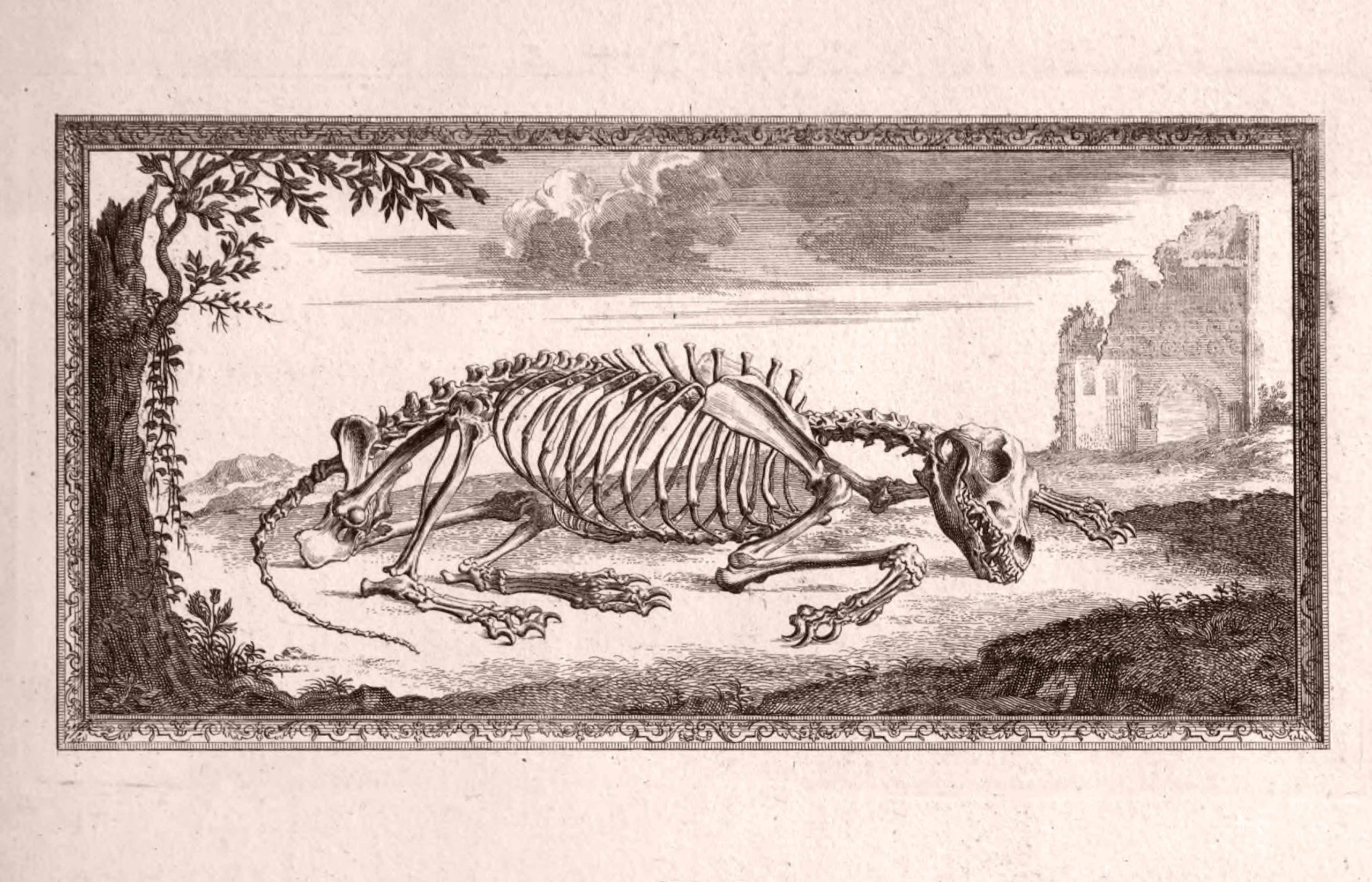 ASIP-486--Cheselden-Anatomy-15-Dog