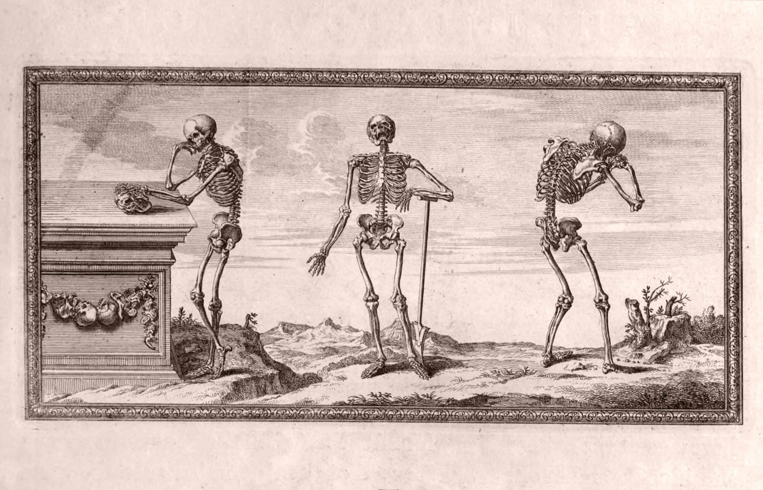 ASIP-489--Cheselden-anatomy-19-Three-Skeletons