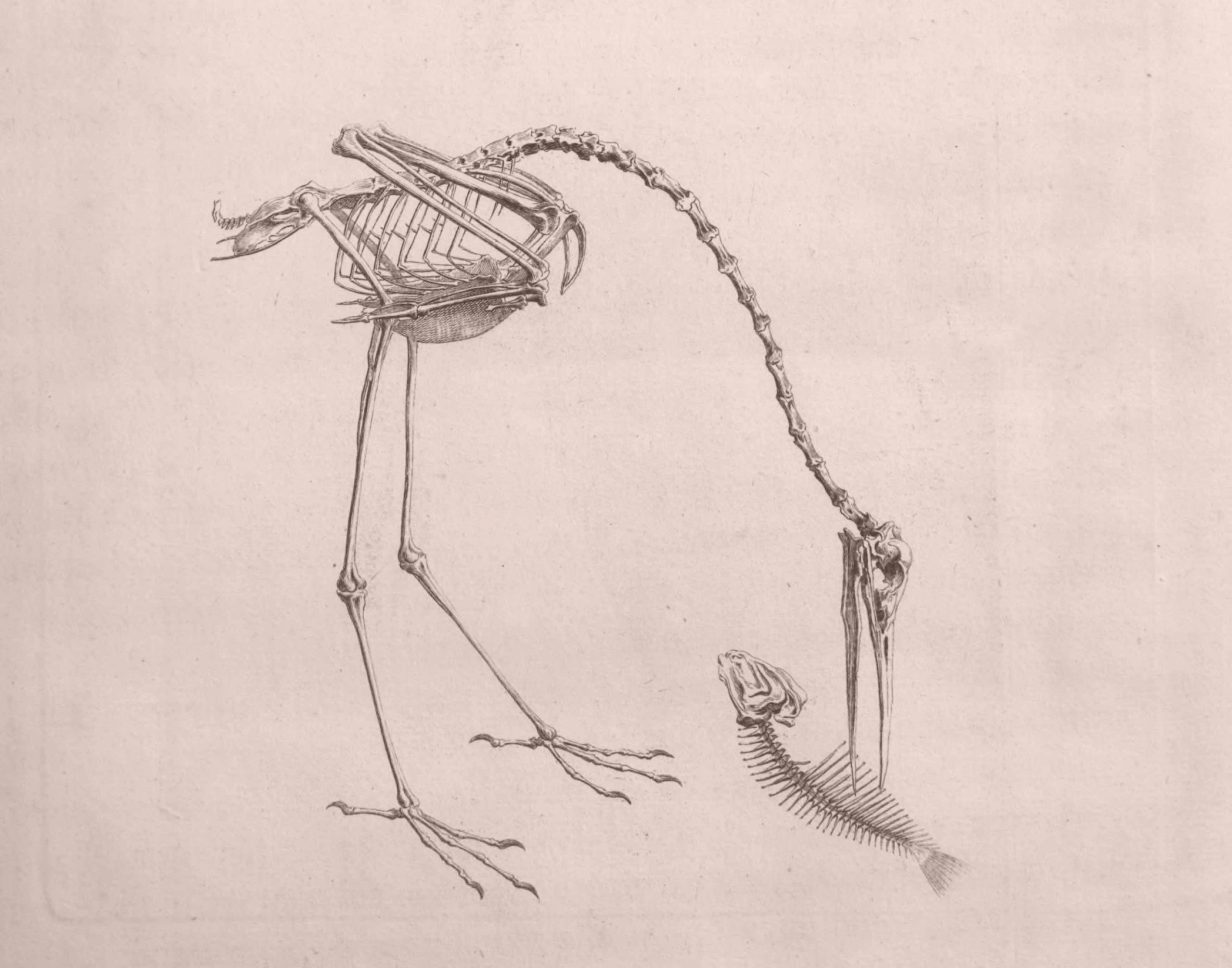 Crane Skeleton, Cheselden Anatomy 1733 - Art Source International