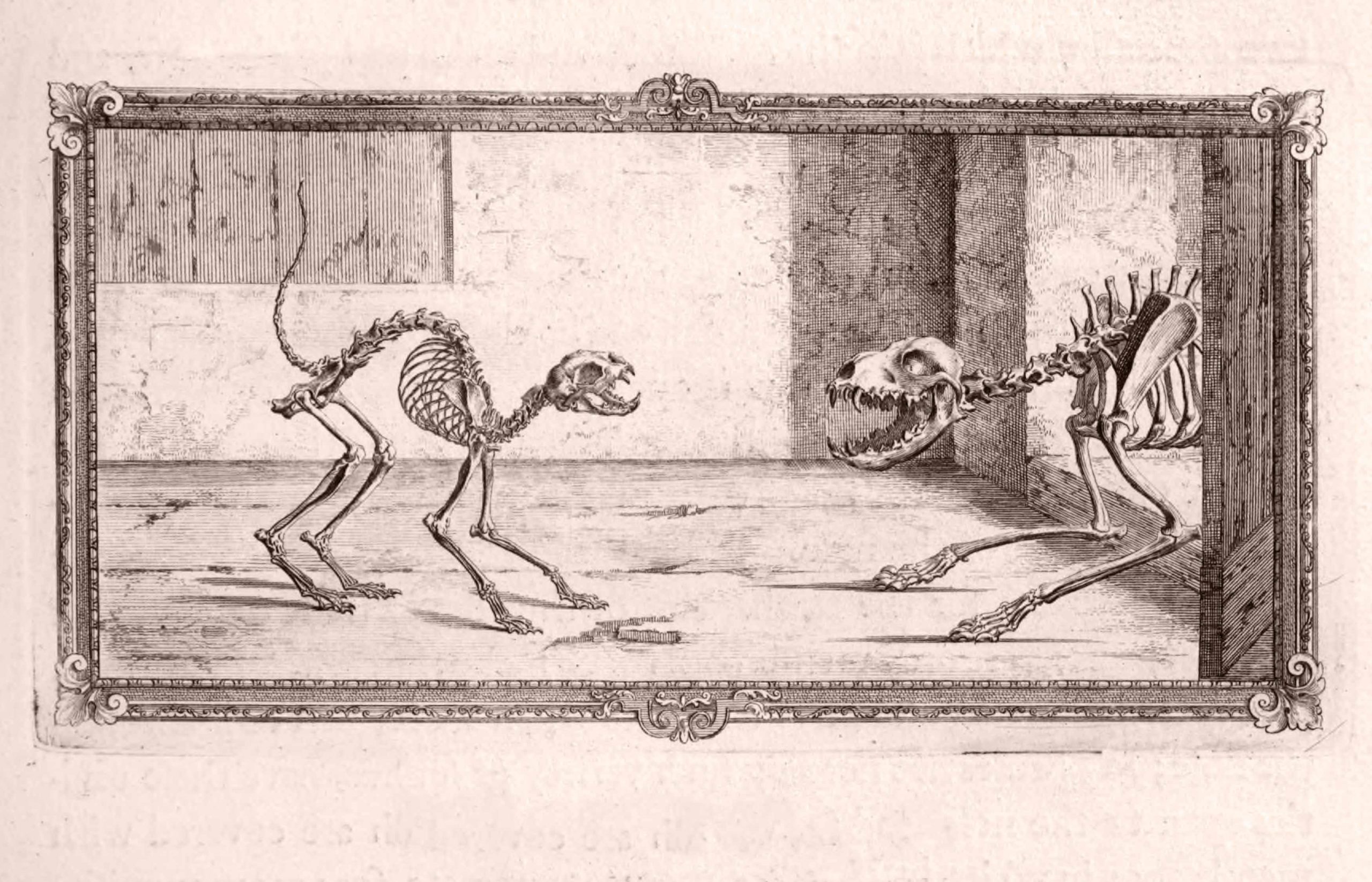 ASIP-493--Cheselden-Anatomy-31-Cat-&-Dog