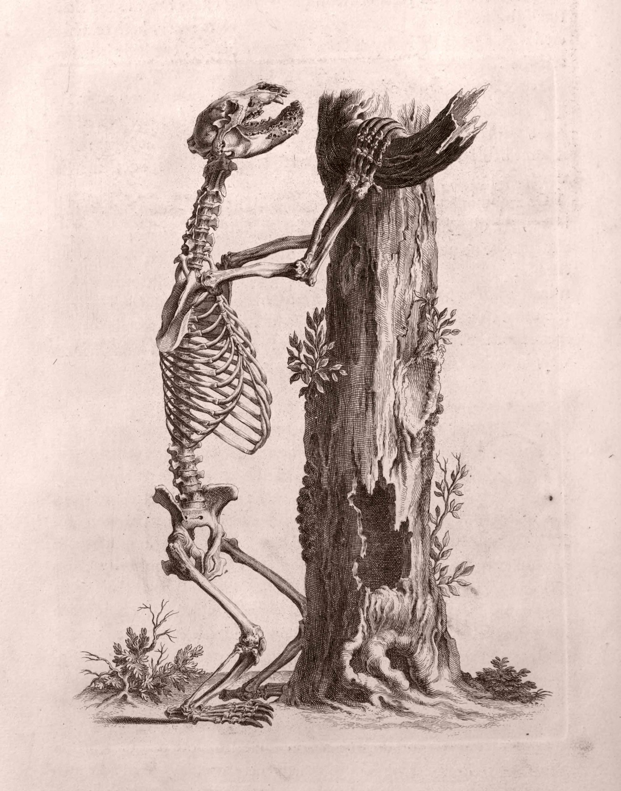 ASIP-496--Cheselden-Anatomy-40-Bear