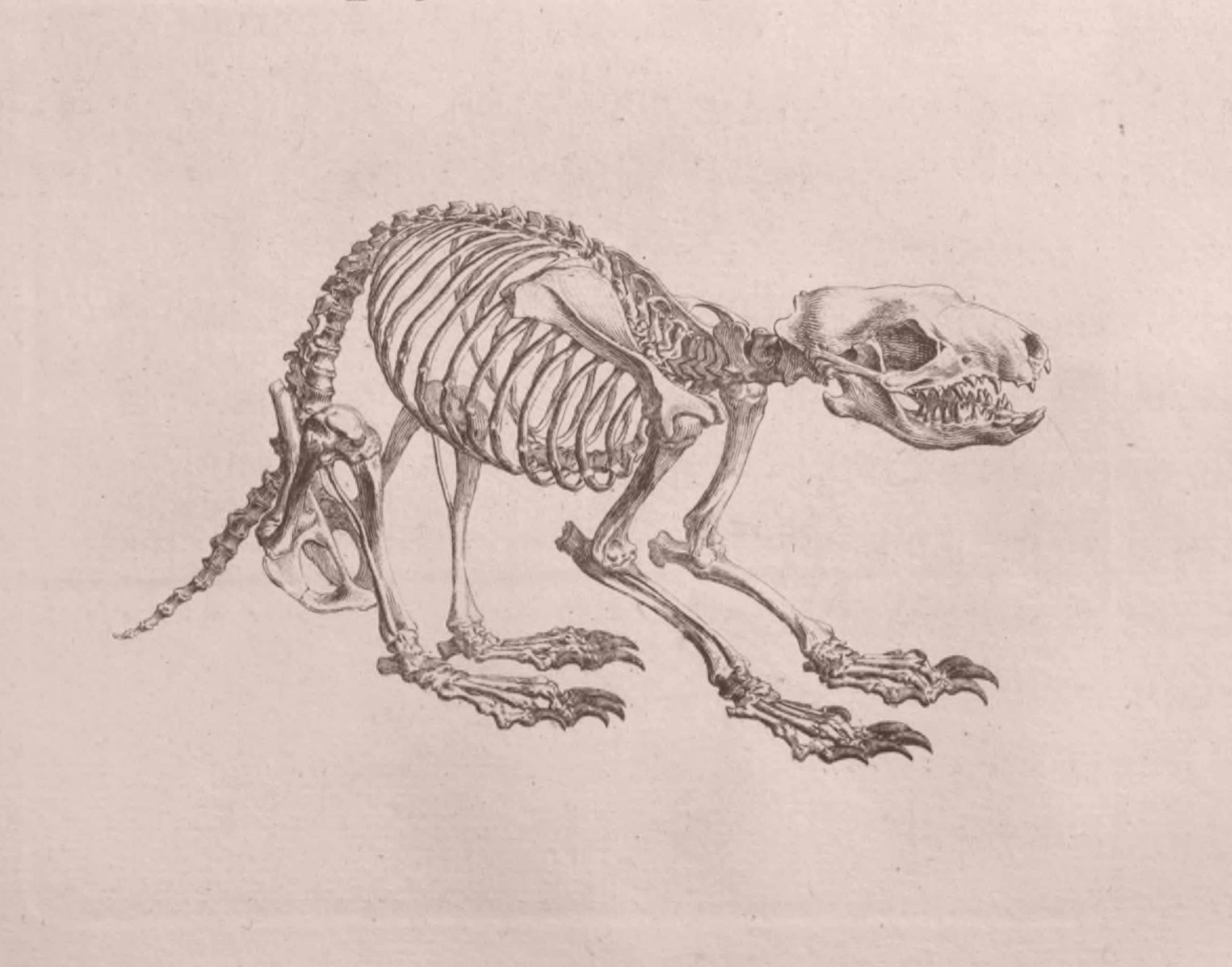 ASIP-504--Cheselden-anatomy-57-Hedgehog