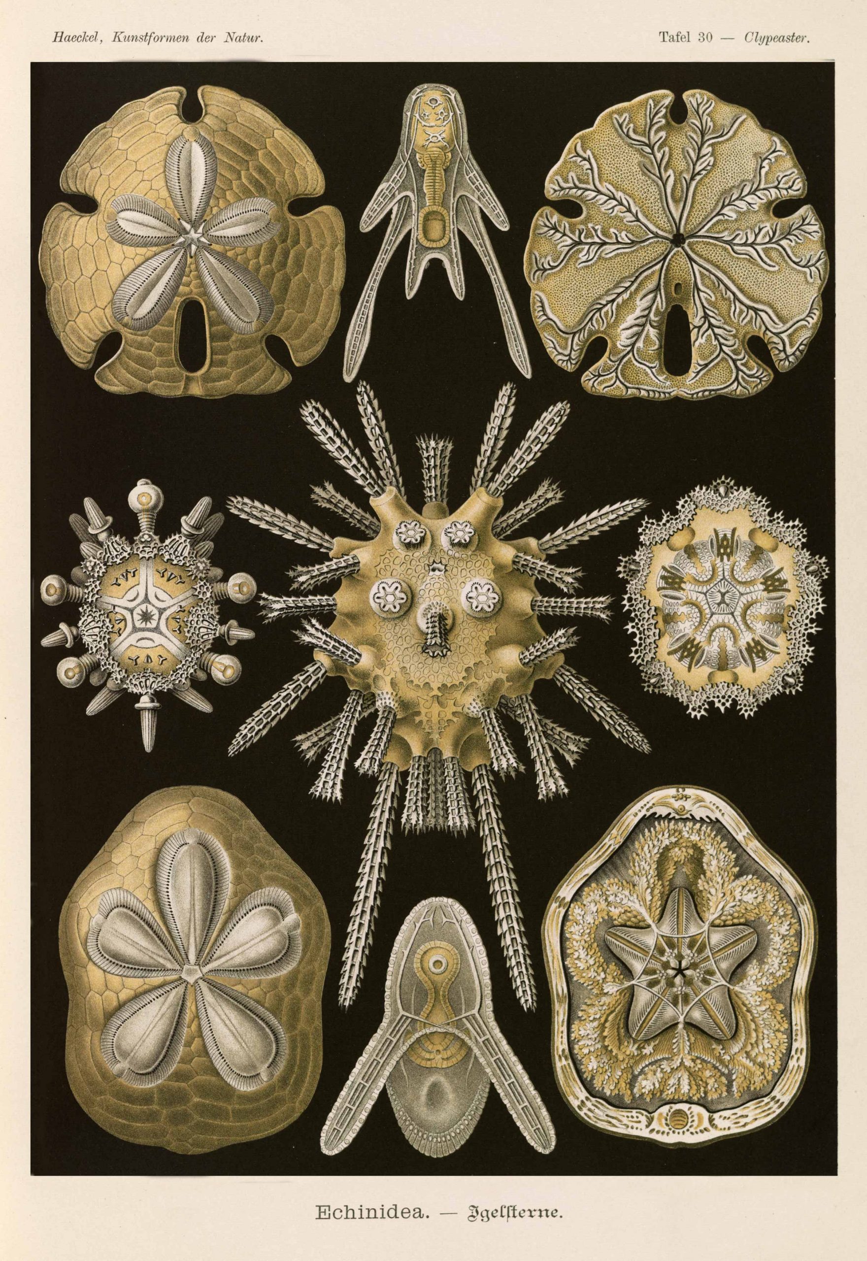 Enchinidea (Sea Urchins, Sand Dollars); Haeckel, Kunstformen der Natur