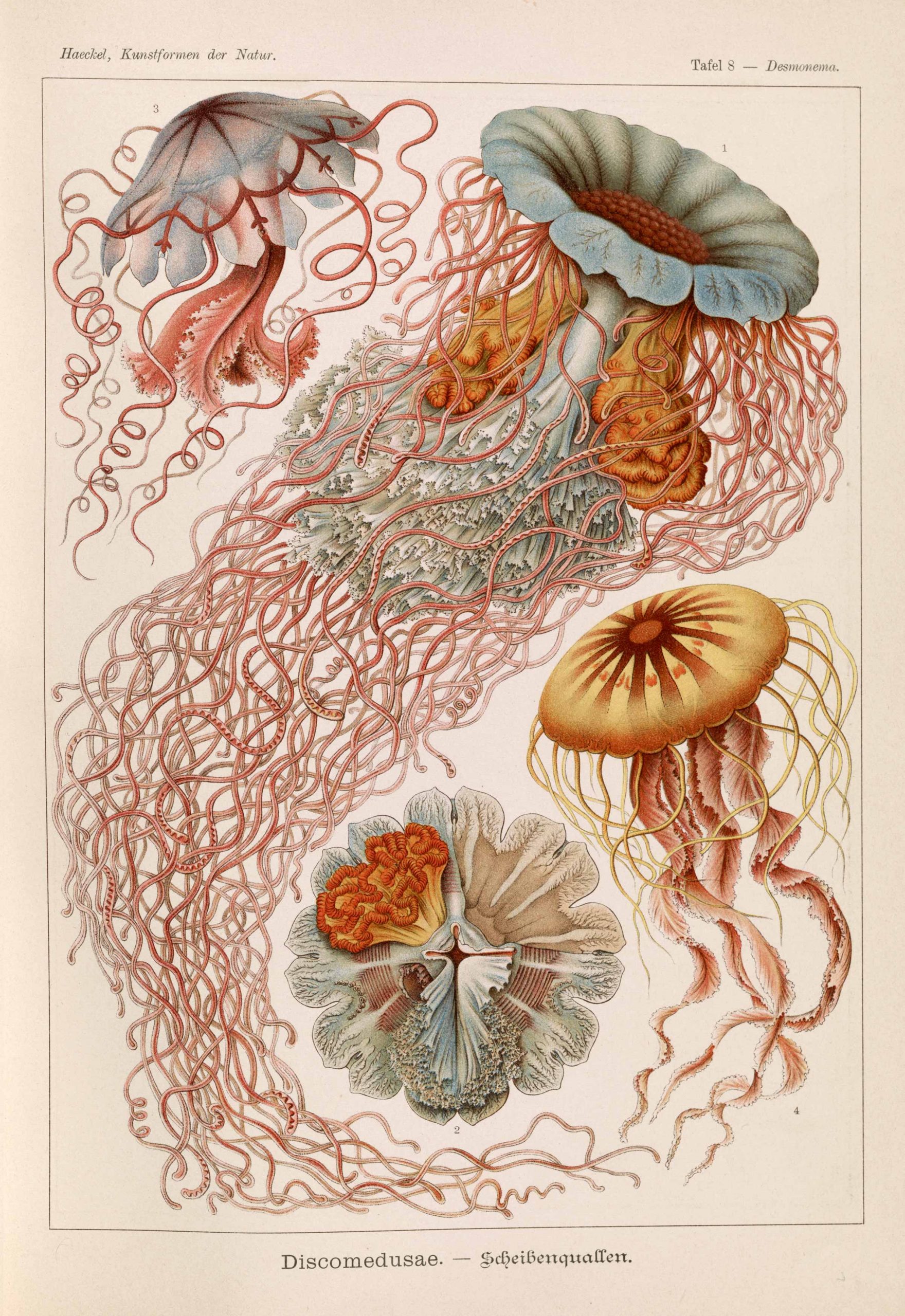 ASIP-520-DISCOMEDUSAE