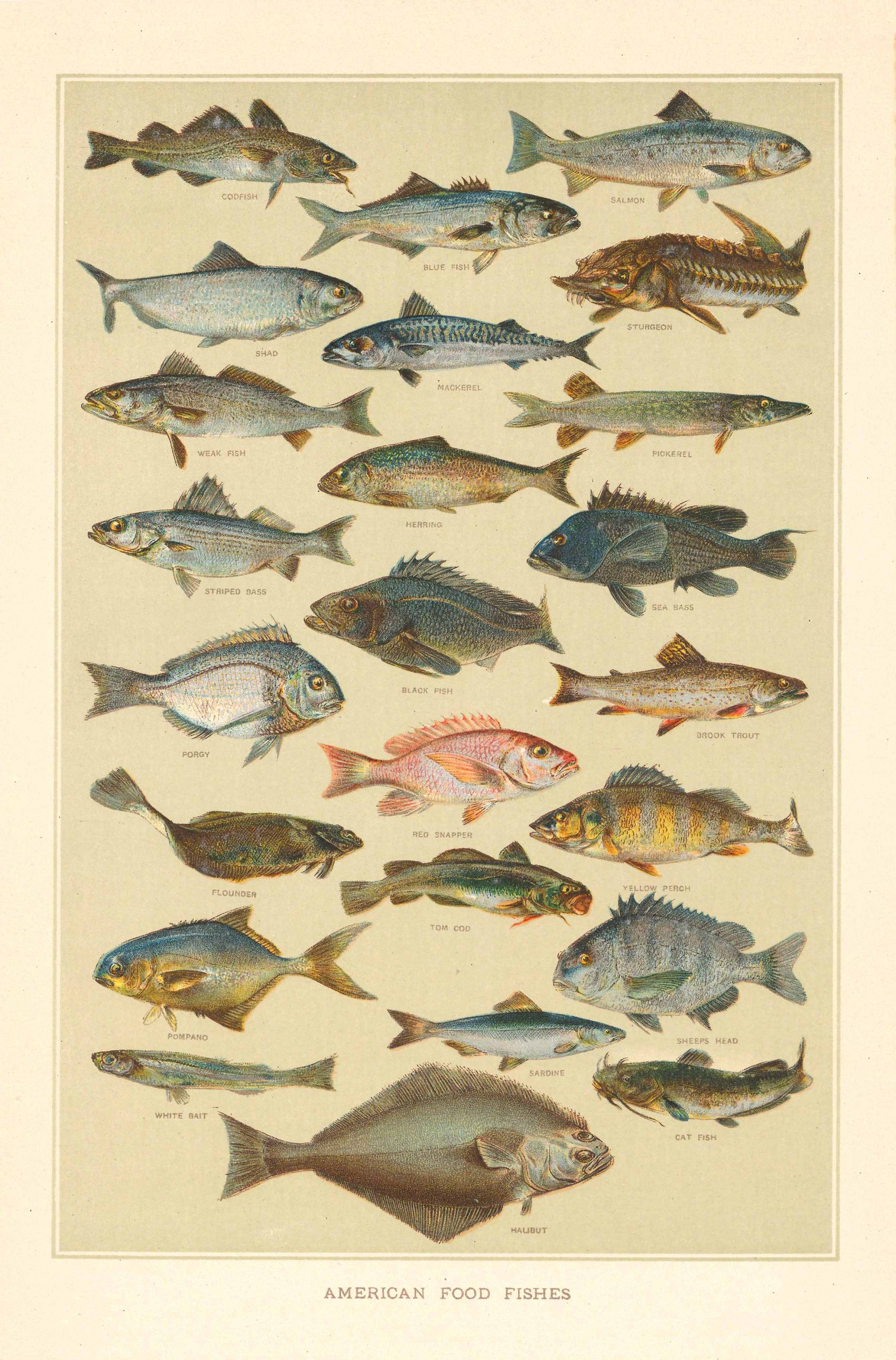 American Food Fishes; Johnson's Universal Cyclopedia, 1896 - Art Source ...