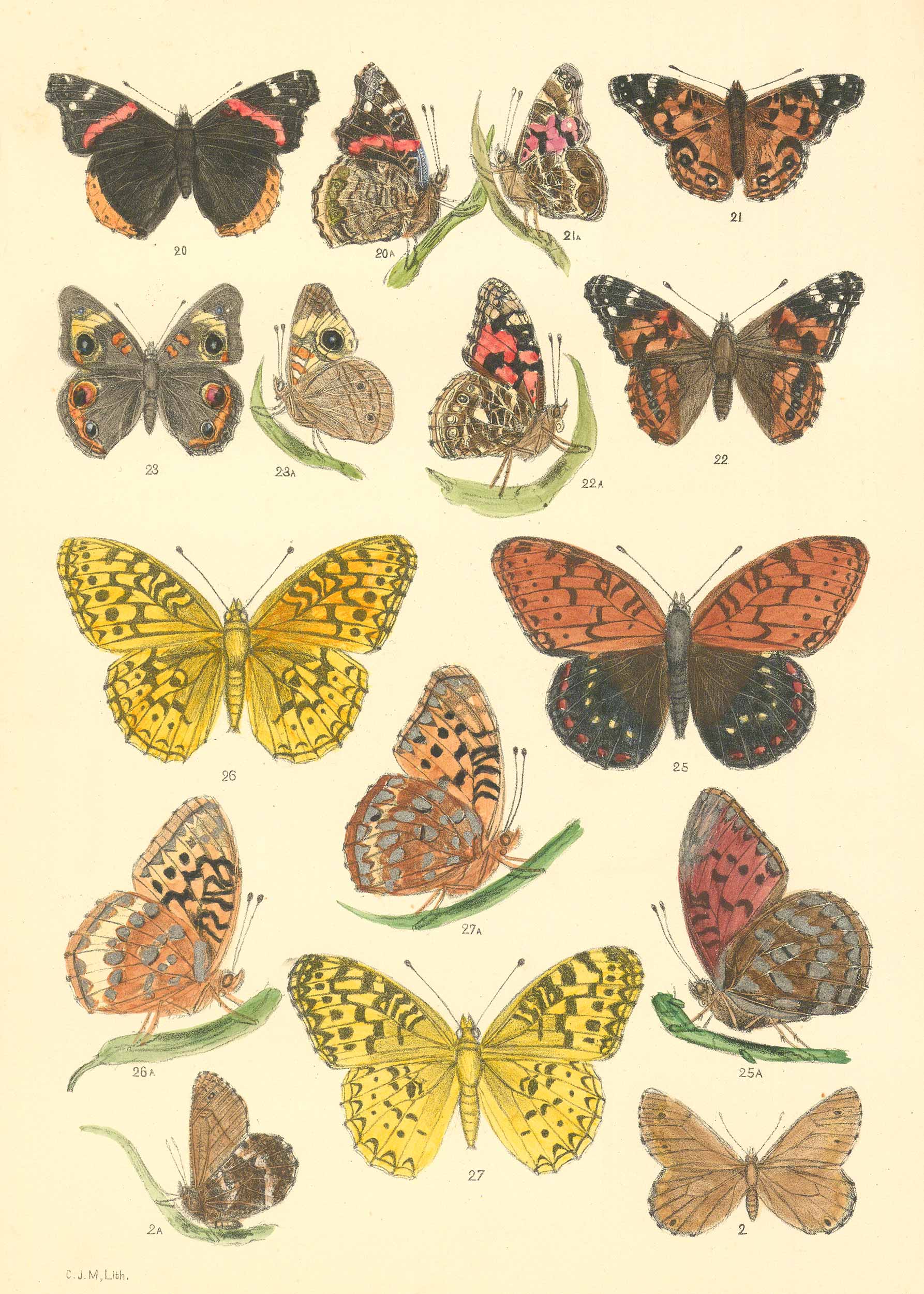 ASIP-592-CJM-BUTTERFLIES-web