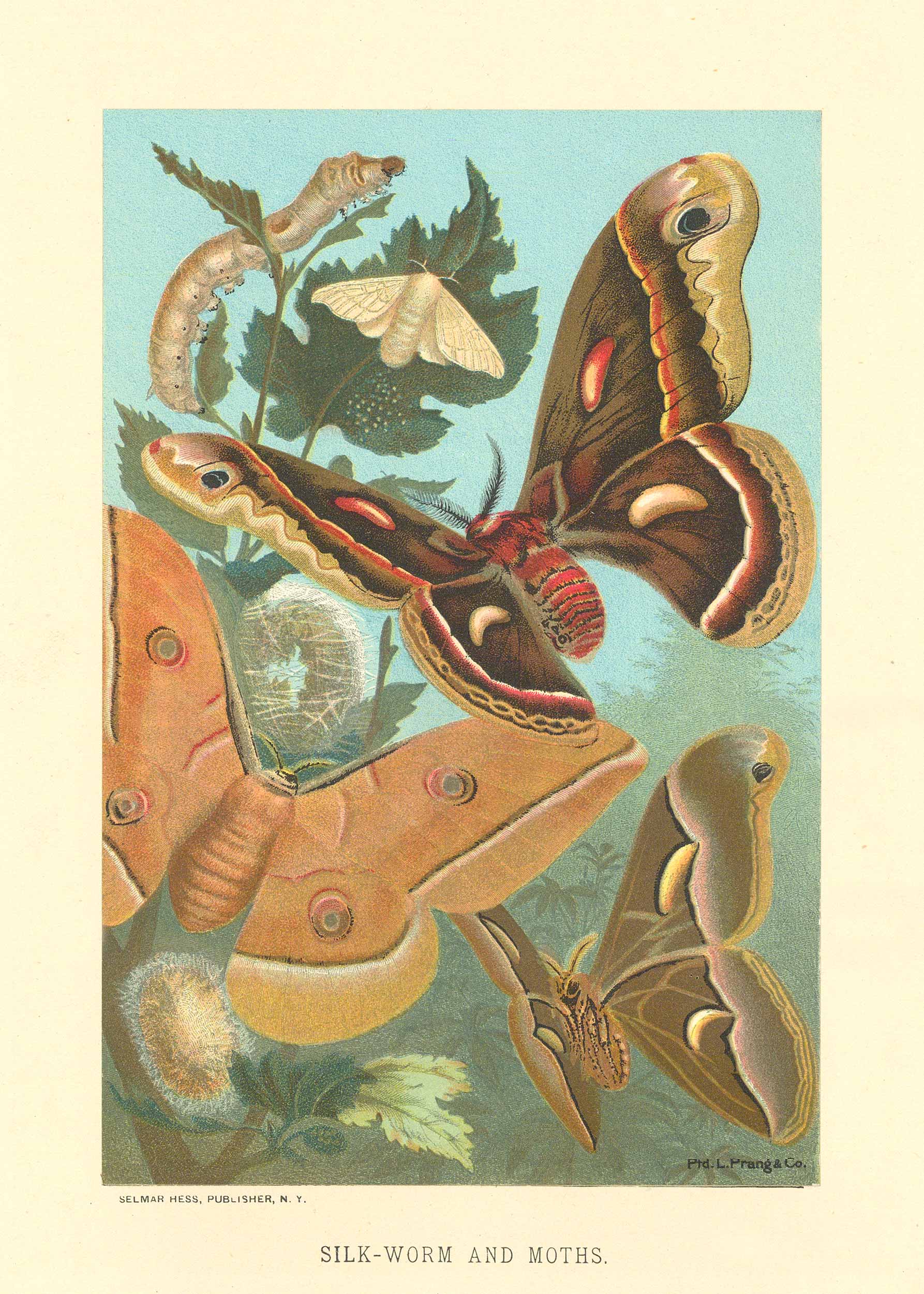 ASIP-593-SILKWORM-WEB